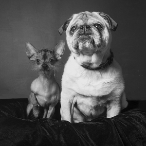 Fundraising Page: Pudge and Diesel Boyt